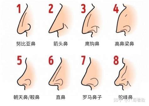 翹鼻面相|14种鼻型图解 最全鼻子看相解读命运